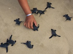 Wabah Infeksi Salmonella Menyerang Puluhan Orang di Negara Bagian AS, Hewan Ini Penyebabnya