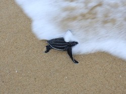 Kepoin Aktivitas Setelah Dilepasliarkan, Penyu Dikalungi Suar Pelacak