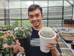 Sukses Budi Daya Kaktus Hias, Pemuda Ciamis Raup Rp 30 Juta per Bulan