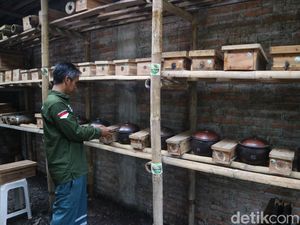 Budidaya Lebah Klanceng, Pria Jepara Cuan Jutaan Rupiah Tiap Bulan Budidaya Lebah Klanceng, Pria Jepara Cuan Jutaan Rupiah Tiap Bulan