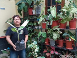 10 Tips Memulai Bisnis Tanaman Hias yang Menguntungkan