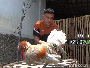 Budi Daya Ayam Polandia Ternyata Cuan Banget Hingga Jutaan Rupiah Per Bulan