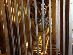 Singa dan Macan pun Diungsikan dari Ukraina ke Polandia