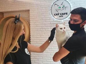 Tak Gentar, Kafe Kucing di Ukraina Tetap Buka meski Ada Invasi Rusia Tak Gentar, Kafe Kucing di Ukraina Tetap Buka meski Ada Invasi Rusia