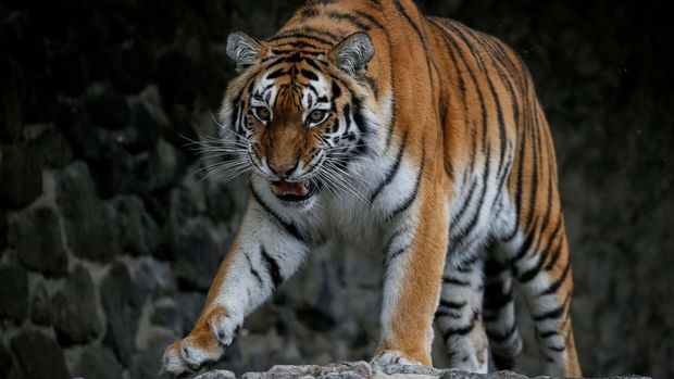 A tiger is seen in the city zoo in Kyiv, Ukraine, March 3, 2022. REUTERS/Gleb Garanich