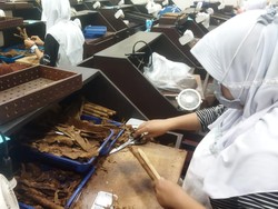 Rahasia Cerutu Made In Jember Bisa Diakui Dunia