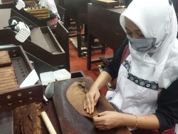 Proses Panjang Produksi Cerutu Made In Jember yang Diakui Dunia