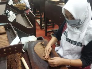 Proses Panjang Produksi Cerutu Made In Jember yang Diakui Dunia Proses Panjang Produksi Cerutu Made In Jember yang Diakui Dunia