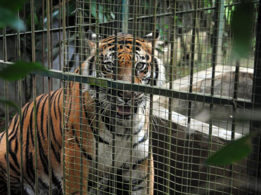 Benarkah di Sukabumi Masih Ada Harimau Jawa?