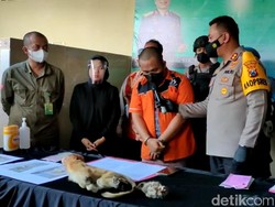 Polisi Perak Gagalkan Penyelundupan Satwa Dilindungi dari Banjarmasin