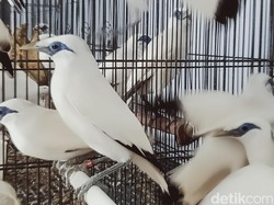 Ternyata! Populasi Jalak Bali di Klaten Lebih Banyak dibanding Daerah Asalnya