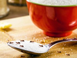 4 Bau Semut yang Mungkin Belum Kamu Tahu