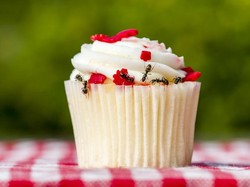 Mengapa Semut Bisa Jalan di Bidang Vertikal? Begini Penjelasannya