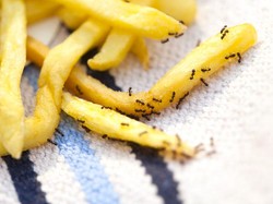 Apakah Najis Jika Semut Hinggap di Makanan dan Minuman?