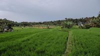 Potret Desa Cisaat Subang yang Bikin Sandiaga Kepincut