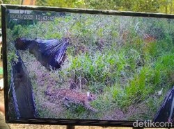 Ratu Rimba Gunung Ciremai Akhirnya Dilepasliarkan