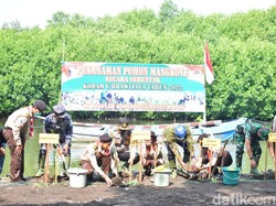 Jadi Daerah Rawan Abrasi, Banyuwangi Tanam Mangrove di Pulau Santen