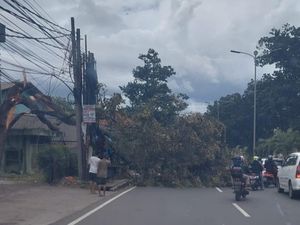 Angin Kencang Bikin Pohon Tumbang di Bogor, Lalin Tersendat