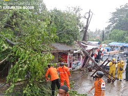 Pohon Tumbang-Tiang Listrik Patah Akibat Angin Kencang di Bogor