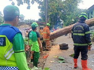 Sempat Halangi Jalan, Pohon Tumbang di Cimanggis Depok Telah Dievakuasi