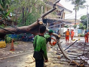 13 Pohon di Jakarta Pusat Tumbang Akibat Angin Kencang