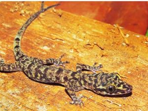 Ditemukan Cicak Papeda, Spesies Baru dari Tanah Maluku