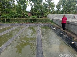 Budi Daya Cacing Sutra di Wonogiri Pakai Limbah Lele, Ini Hasilnya