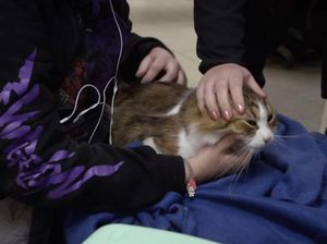 Hewan Peliharaan Korban Invasi Rusia juga Diberi Bantuan