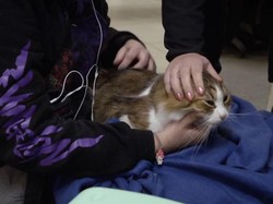 Hewan Peliharaan Korban Invasi Rusia juga Diberi Bantuan