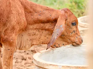 Sapi RI Diserang Lumpy Skin Disease, Menular ke Manusia Nggak Sih?