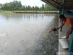 Pengusaha Ikan Pangandaran Siapkan 3 Ton Mujair untuk Munggahan