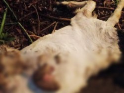10 Ekor Kambing Banyuwangi Diserang Anjing Liar, 6 Mati di Kandang