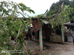 Angin Kencang Terjadi di Bogor, Pohon Tumbang-Timpa Bangunan