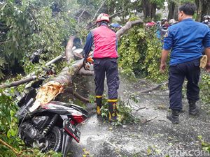 42 Pohon Tumbang-2 Bangunan Roboh di DKI Akibat Angin Kencang Pekan Lalu