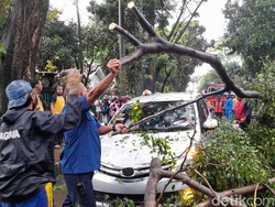 Masih Ada Potensi Angin Kencang, 162 Pohon di Kota Bogor Rawan Tumbang