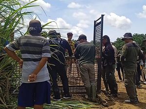 Buaya Mangsa Warga, BKSDA Bengkulu Pasang Perangkap di Tepi Sungai Selagan Buaya Mangsa Warga, BKSDA Bengkulu Pasang Perangkap di Tepi Sungai Selagan