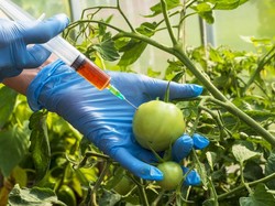 Rekayasa Genetik pada Buah dan Sayur dalam Pandangan Islam dan Medis