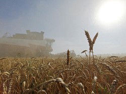 Mesir Kena Getah Perang Rusia Vs Ukraina, Harga Makanan Melejit