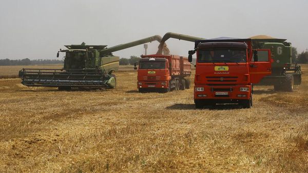 Dampak Invasi Rusia, Harga Gandum Dunia Merangkak Naik