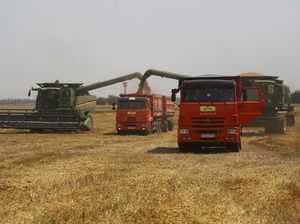 Dampak Invasi Rusia, Harga Gandum Dunia Merangkak Naik