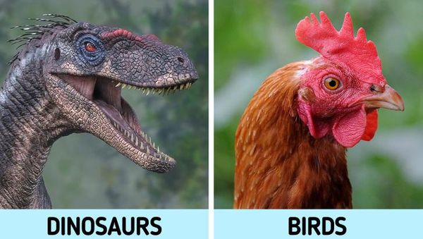 Perbandingan Mencengangkan Hewan dan Nenek Moyangnya