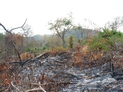 Mengenal Hutan Bowosie yang Jadi Rebutan BPOLBF VS Warga