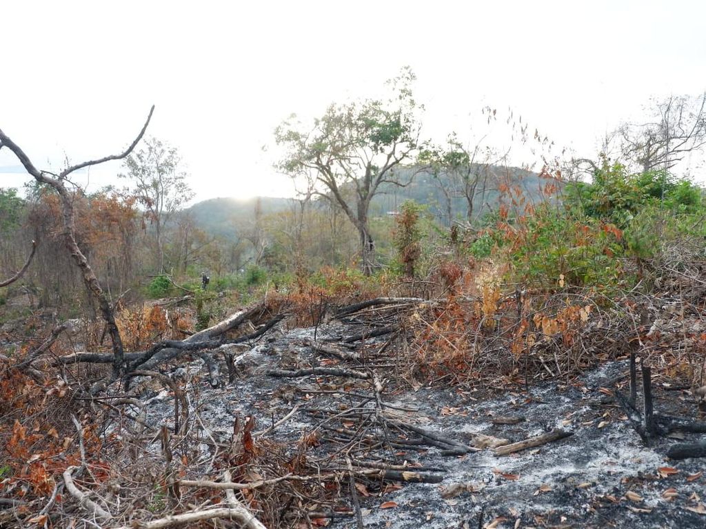 Mengenal Hutan Bowosie yang Jadi Rebutan BPOLBF VS Warga Mengenal Hutan Bowosie yang Jadi Rebutan BPOLBF VS Warga