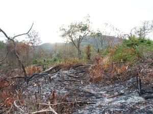 Mengenal Hutan Bowosie yang Jadi Rebutan BPOLBF VS Warga Mengenal Hutan Bowosie yang Jadi Rebutan BPOLBF VS Warga