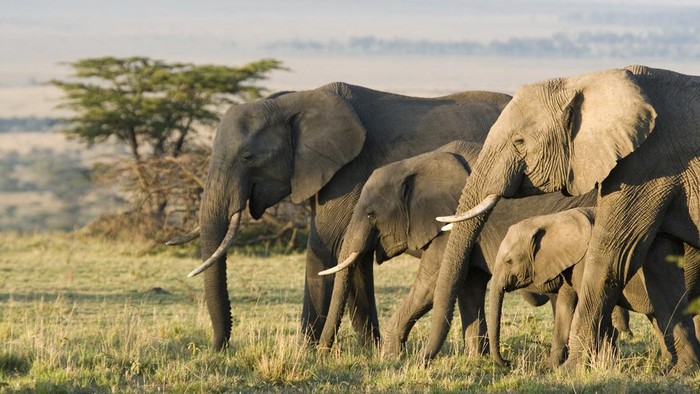 Ilustrasi gajah semak Afrika African Elephants on the Masai Mara, Kenya, Africa