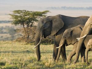 Botswana Ancam Kirim 20.000 Gajah ke Jerman Botswana Ancam Kirim 20.000 Gajah ke Jerman