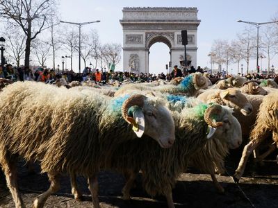 Jalan Terpopuler di Prancis Dipenuhi Ribuan Domba, Ada Apa?