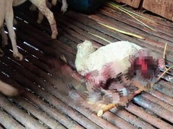 Kambing-kambing Warga Bondowoso Kembali Ditemukan Mati Misterius