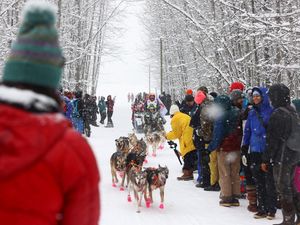 Melihat Aksi Balap Kereta Luncur Anjing di Alaska Melihat Aksi Balap Kereta Luncur Anjing di Alaska