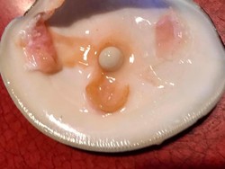 Tajir Mendadak! Pasangan Ini Temukan Mutiara Mahal Saat Makan Tiram di Restoran